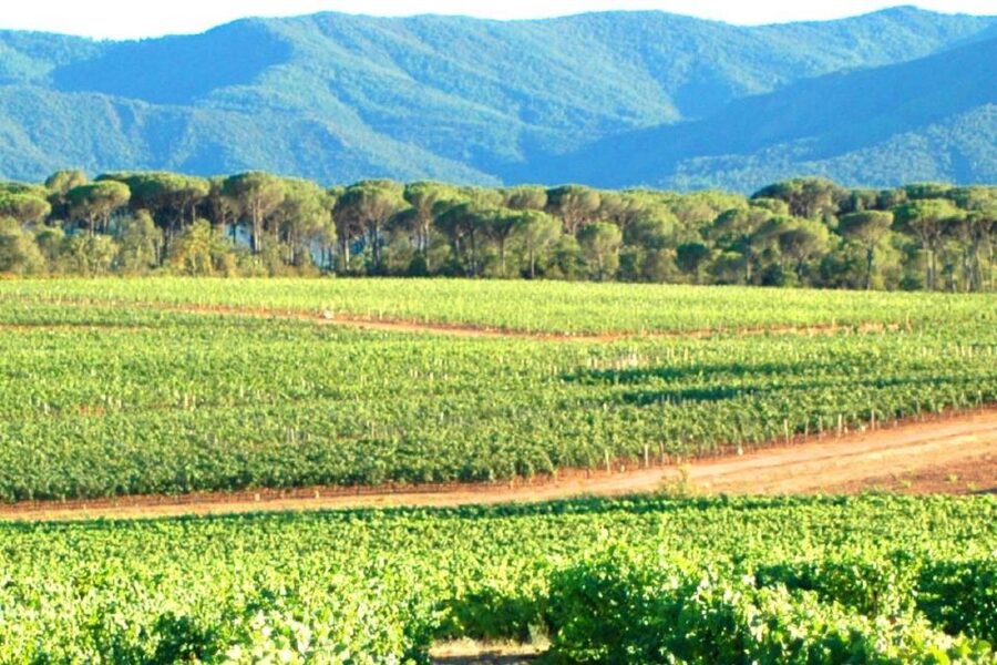Nice: Full-Day Côtes de Provence Wine Tour - Booking details worth knowing