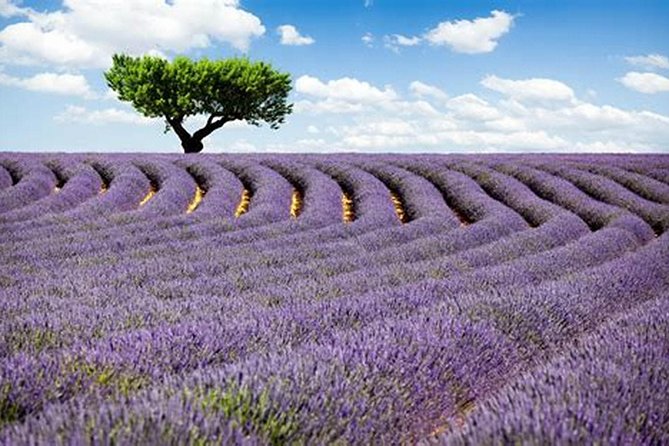Nice: Gorges of Verdon and Fields of Lavender Tour - Why this makes sense from Nice