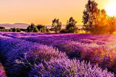 Gorges of Verdon and Fields of Lavender Tour