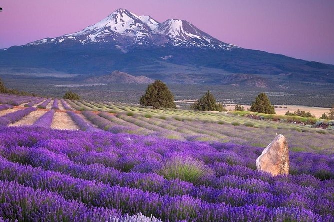 Nice: Gorges of Verdon and Fields of Lavender Tour - Moustiers-Sainte-Marie and its ceramic shops
