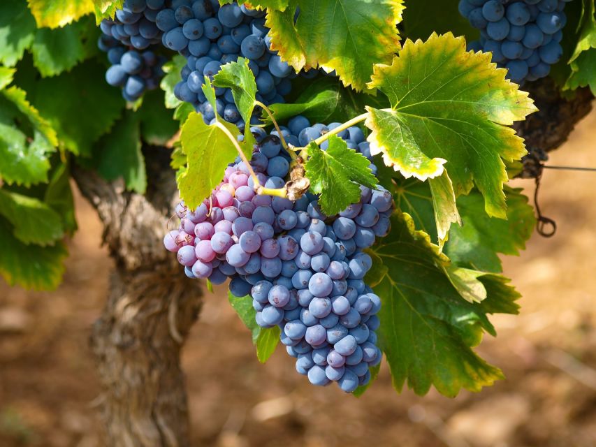 Nice: Half-Day Saint Paul de Vence and Wine Tasting Tour - Saint Jeannet wine tasting: a personal introduction to Provence