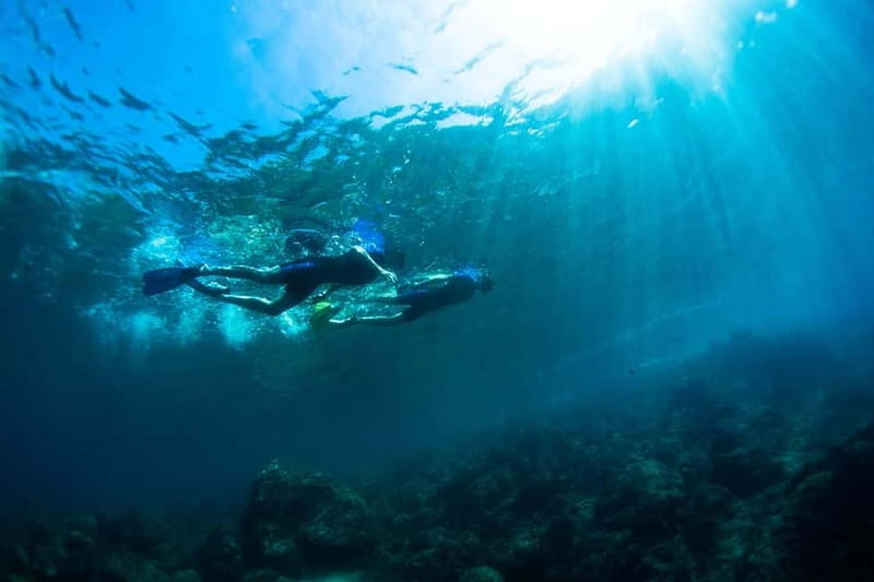 Nice: Snorkeling Speedboat Tour in Villefranche Bay - What the marine life is really like
