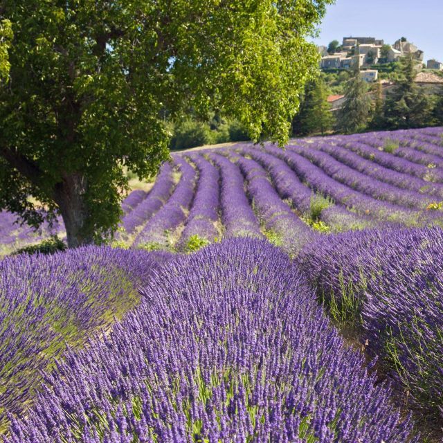 Nice: The Gorges du Verdon and Ste Croix Lake Full-Day Tour - Lavender fields and the seasonal question