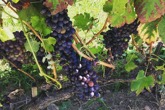 Northern Rhône Valley Wine tour from Lyon Half Day - Why the Côte-Rôtie setting matters