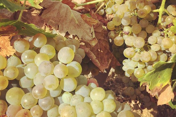 Northern Rhône Valley Wine tour from Lyon Half Day - The first winery: more time, more context, and light food
