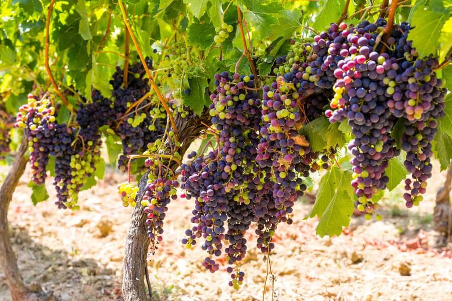 Organic Wine Tasting with Saint paul Half Day Tour from Nice - Key points to know before booking