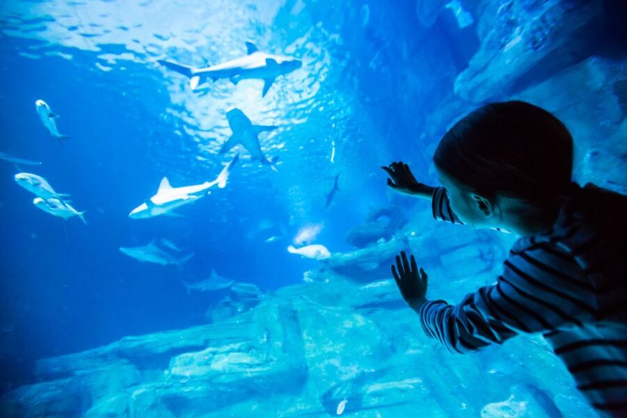 Paris: Aquarium de Paris Entrance Ticket - Sharks, rays, and the large central tank