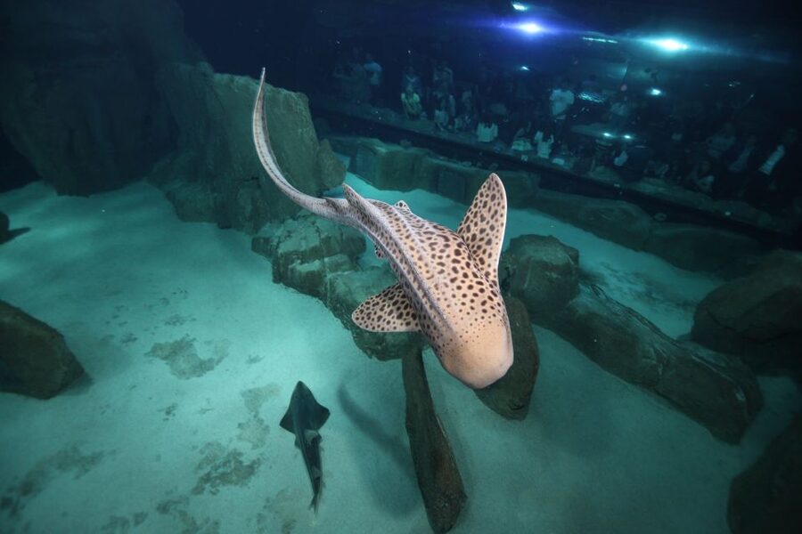 Paris: Aquarium de Paris Entrance Ticket - Why the jellyfish room deserves extra time