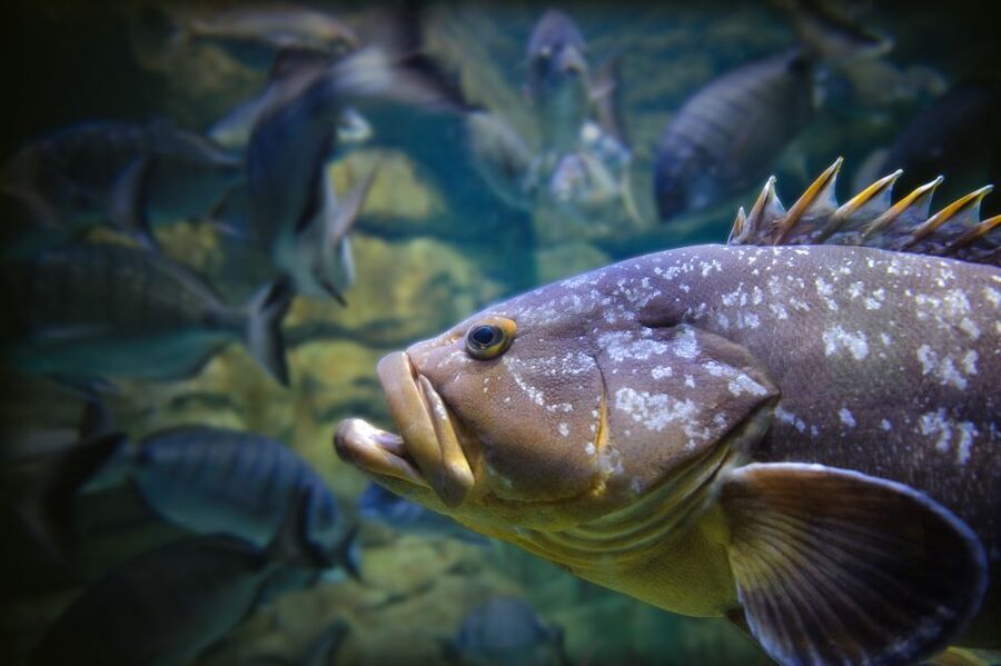 Paris: Aquarium de Paris Entrance Ticket - The koi touch pool is the hands-on star
