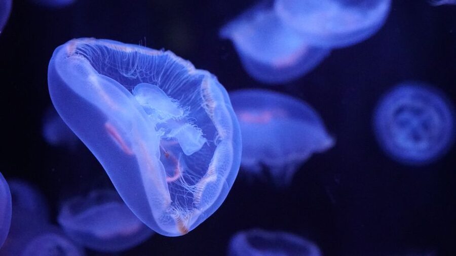 Paris: Aquarium de Paris Entrance Ticket - How long should you plan for?