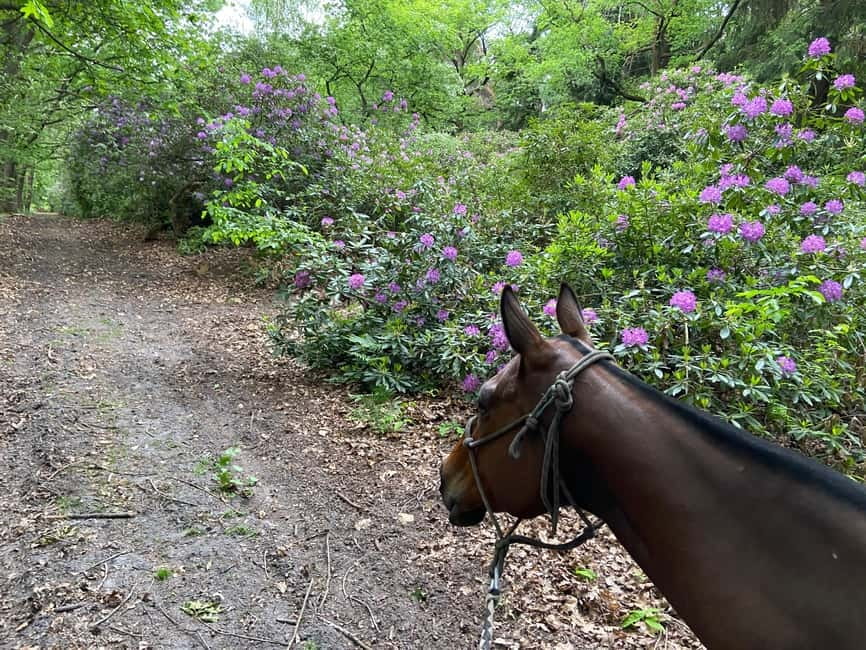 Paris: Aumont-en-Halatte Horseback Riding Tour - Into the Chantilly Forest for About 90 Minutes
