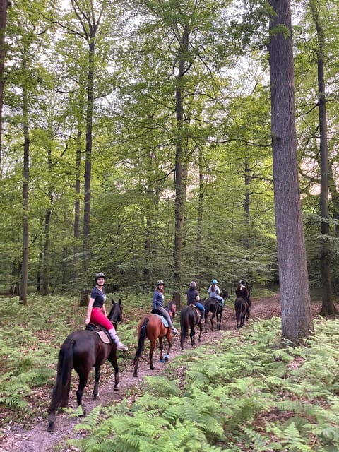 Paris: Aumont-en-Halatte Horseback Riding Tour - Why the Gentle Horses Matter