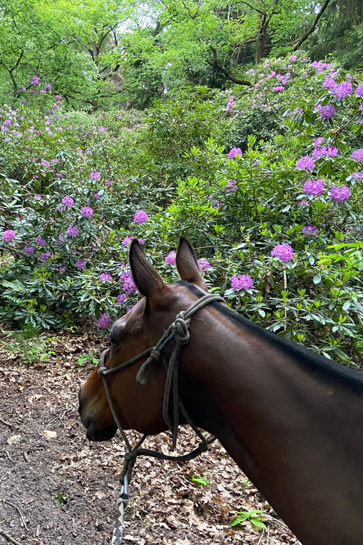 Paris: Aumont-en-Halatte Horseback Riding Tour - What the Two Hours Include