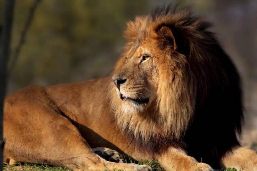 Paris: Paris Zoological Park Entrance Ticket - What You Get for About $25