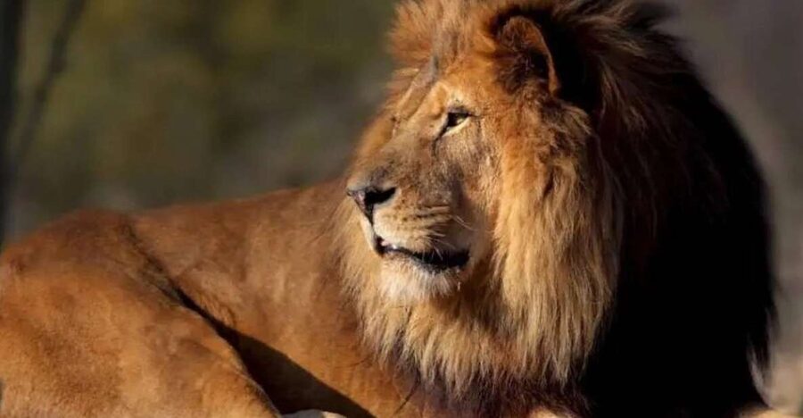 Paris: Paris Zoological Park Entrance Ticket - The African Zone: Lions, Giraffes, and Zebras