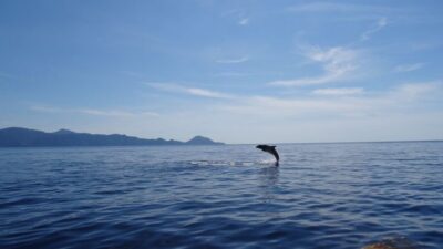 Porto: Half-Day Cruise Scandola Reserve & Calanche de Piana