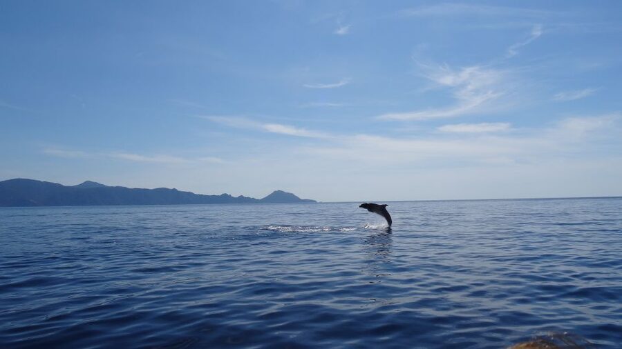 Porto: Half-Day Cruise Scandola Reserve & Calanche de Piana - Scandola Nature Reserve, 90 minutes among red cliffs