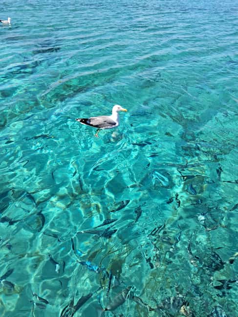 Porto-Vecchio : Discover Nature Through the Lavezzi Islands - The return along Porto-Vecchio’s southern coast