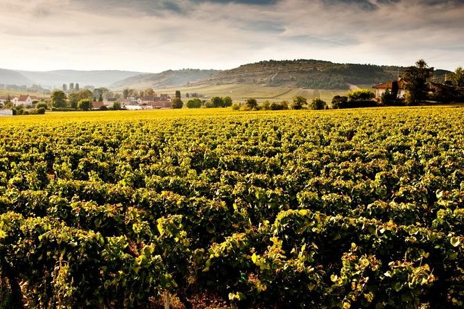 Private excursion to Côte de Beaune and Côte de Nuits (full day) - The first estate visit and six Burgundy wines