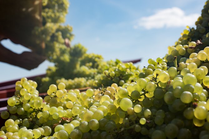 Private excursion to Côte de Beaune and Côte de Nuits (full day) - The Grand Cru stops that give the day its shape