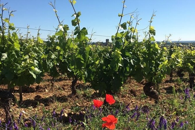Private Wine Tasting Tour - Burgundy Uncorked!! - Burgundy by the bottle: key points