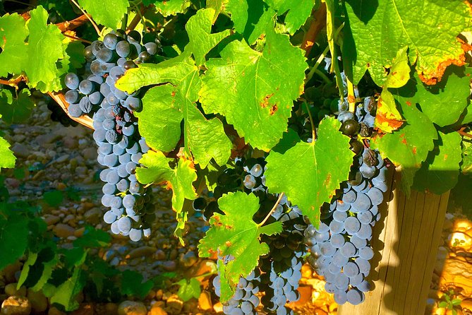 Provence Cru Wine Small-Group Half-Day Tour from Avignon - How much value do you get for $108.89?