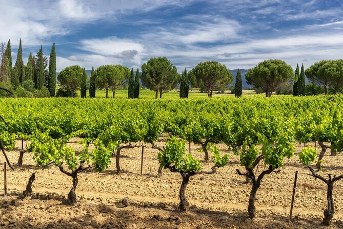 Provence Day Trip with Cassis Village Boat Ride and Local Wine Tasting from Aix - Who should book this Cassis day trip?