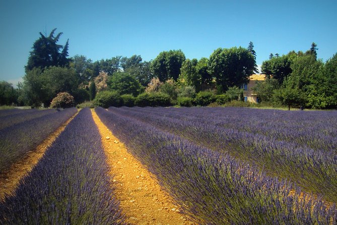 Provence Lavender Fields Tour from Aix-en-Provence - Sault and the Luberon after mid-July