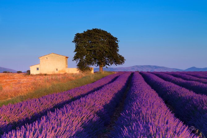 Provence Lavender Fields Tour from Aix-en-Provence - Who will like this Provence day trip?