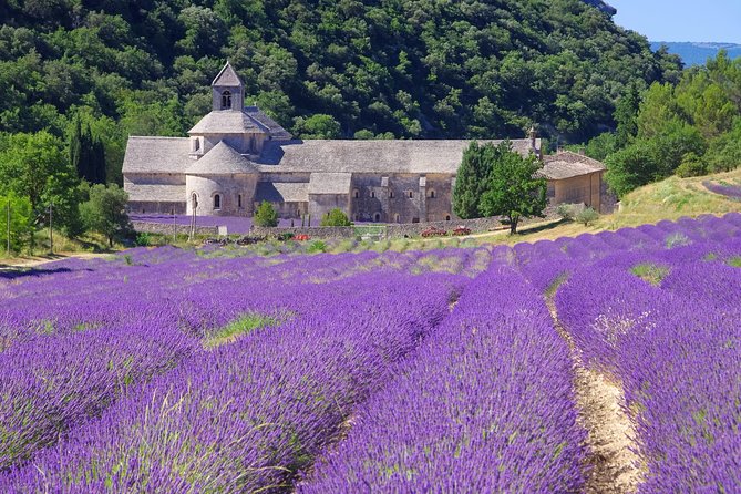 Provence Lavender Full Day Tour from Avignon - The Luberon: lavender fields and a daily market
