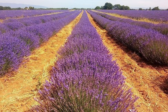 Provence Lavender Full Day Tour from Avignon - Sault, the lavender capital