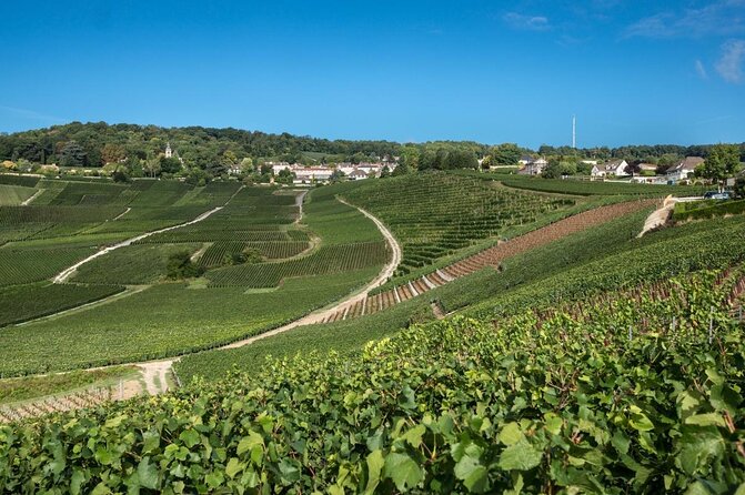 Reims afternoon tour Champagne and family growers - The guides make the difference