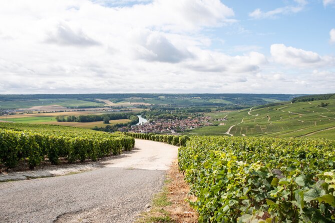 Reims afternoon tour Champagne and family growers - Who should book this afternoon outing?