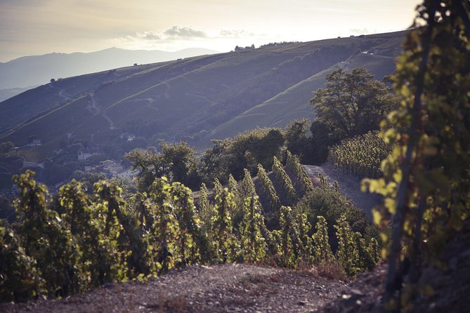 Rhône Valley Wine Tasting Private Day Tour from Lyon - Key points at a glance