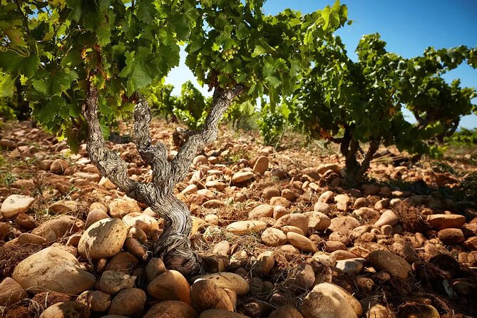 Roman Heritage & Wine Legacy - Key points at a glance