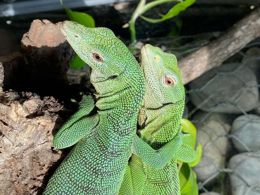 Royan: Planet Exotica Entry Ticket - Lions, monkeys, and tropical birds