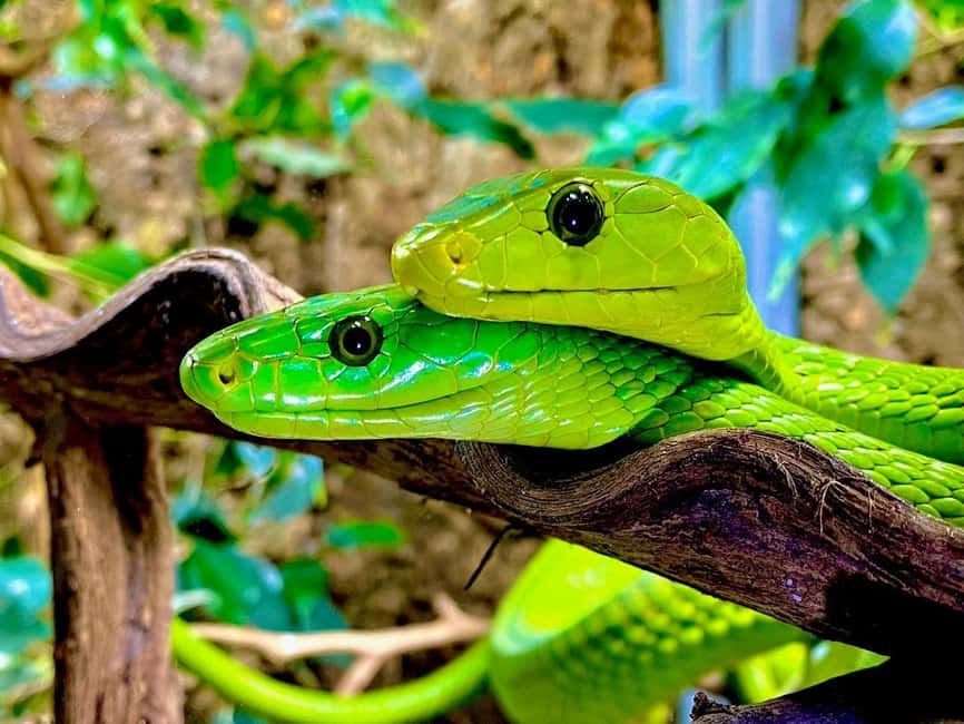 Royan: Planet Exotica Entry Ticket - Tropical jungles and arid deserts in one visit