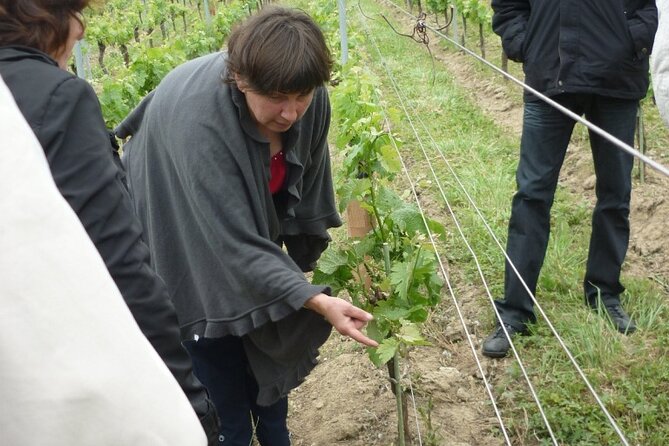 Saint-Émilion: 2 hours - Visit of the vineyard, the cellar and tasting - Is $30.04 a fair price?