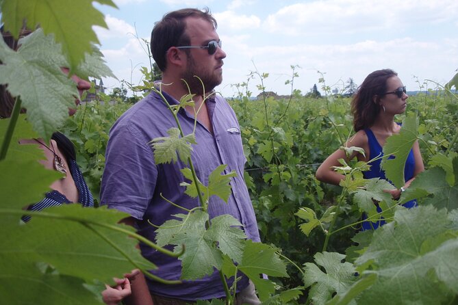 Saint-Émilion: 2 hours - Visit of the vineyard, the cellar and tasting - Walking the vineyard through the seasons
