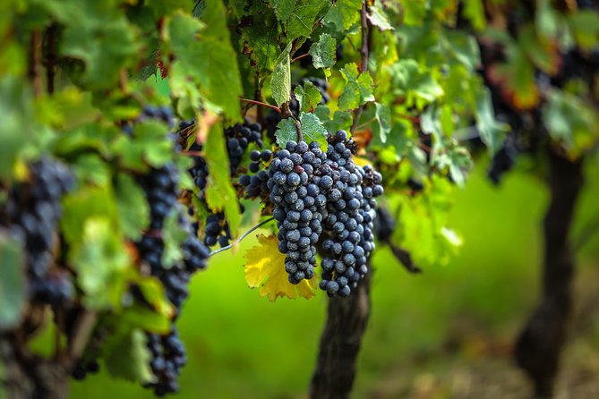 Saint Emilion Half-Day Trip with Wine Tasting & Winery Visit from Bordeaux - Why Saint-Émilion is more than a wine label