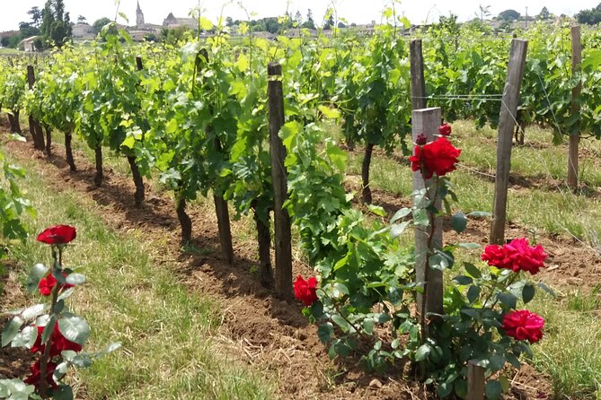 Saint Emilion Wine Tour Tasting Half Day from Bordeaux - What the five-hour schedule really gives you