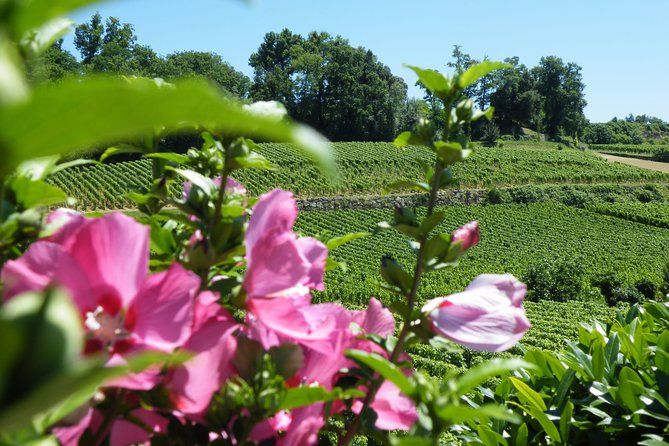 Saint Emilion Wine Tour Tasting Half Day from Bordeaux - Should you book the Saint-Émilion half-day tour?