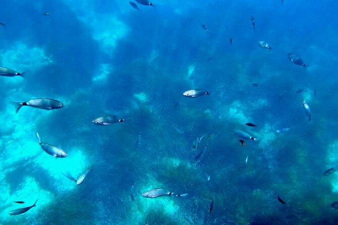 Semi-submarine: visit to the seabed of Porto Bay - Weather, cancellations, and backup plans