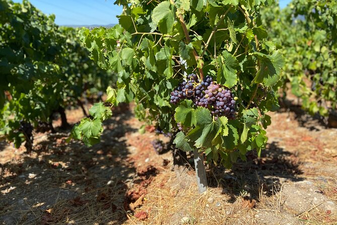 Small Group Guided E-bike Tour in Nice's Organic Vineyard - How much value do you get for $119.77?