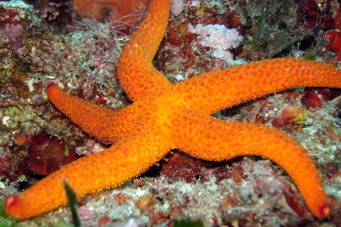 Snorkeling - By boat on site in the Bay of Cannes or Estérel - Five things to know before you book