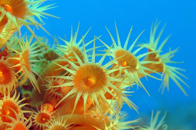 Snorkeling - By boat on site in the Bay of Cannes or Estérel - Starting at Port de la Rague in Mandelieu-la-Napoule