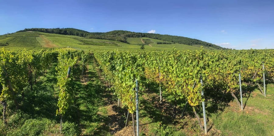 Strasbourg: Full-Day Small Group Tour to Colmar & Riquewihr - Haut-Koenigsbourg Castle: one hour above the vineyards
