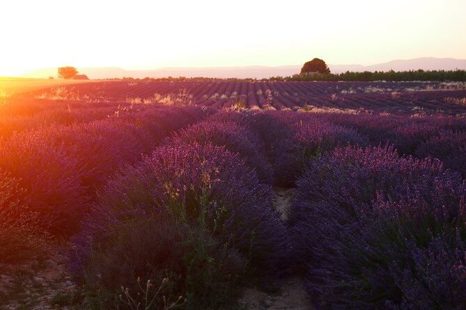Sunset Lavender Tour in Valensole with pickup from Marseille - An hour in Valensole village