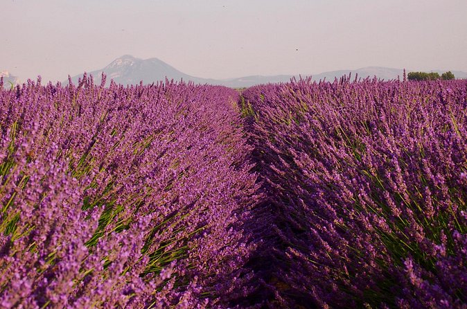 Sunset Lavender Tour in Valensole with pickup from Marseille - Is $138.17 a fair price?