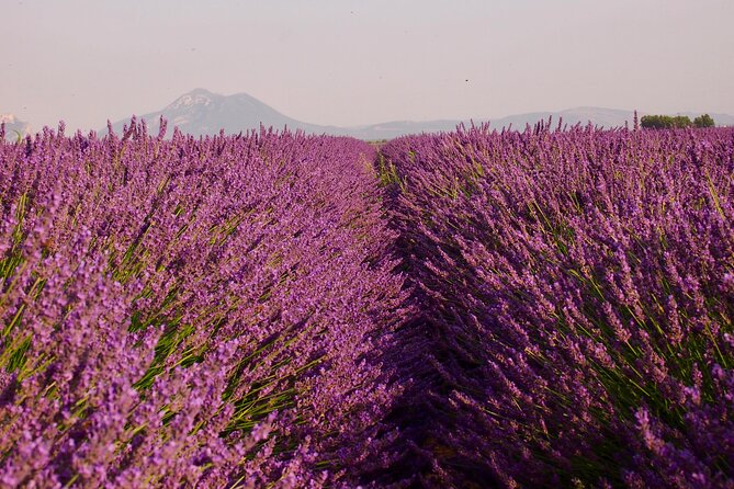 Sunset Lavender Tour in Valensole with pickup from Marseille - Reaching the Plateau de Valensole